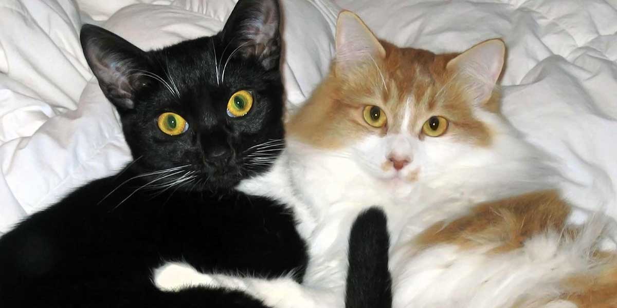 About At Home, At Rest Pet Euthanasia