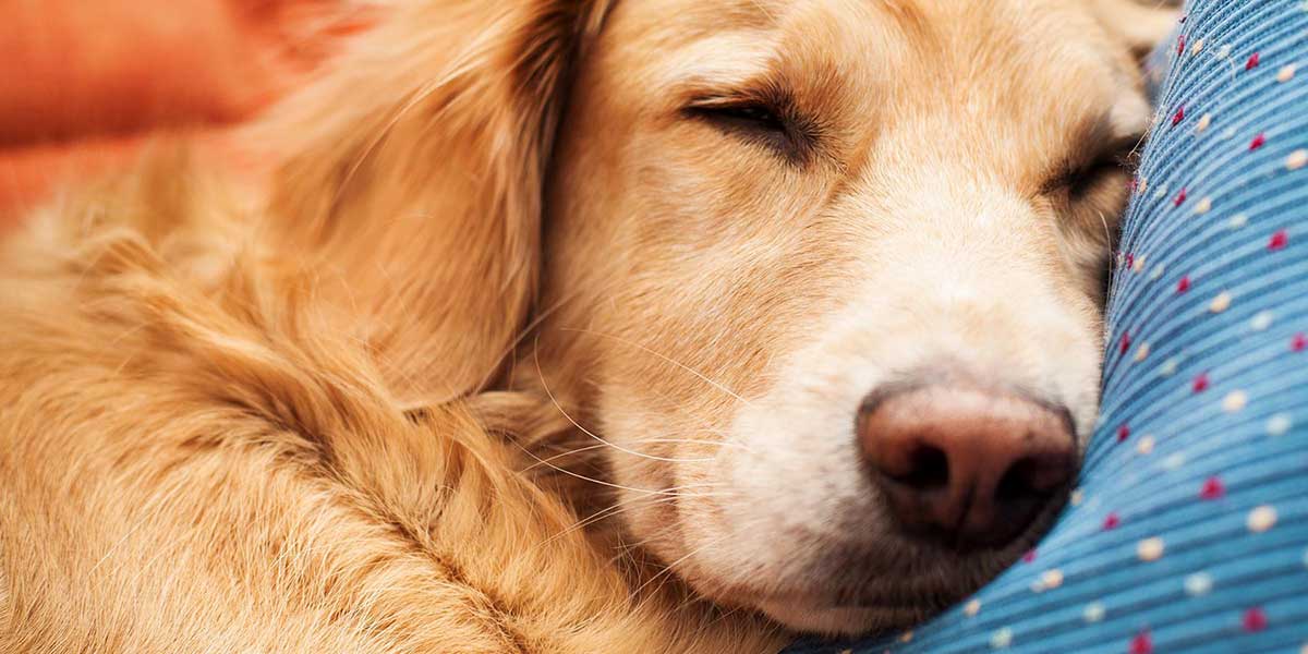 At Home, At Rest InHome Pet Euthanasia Service