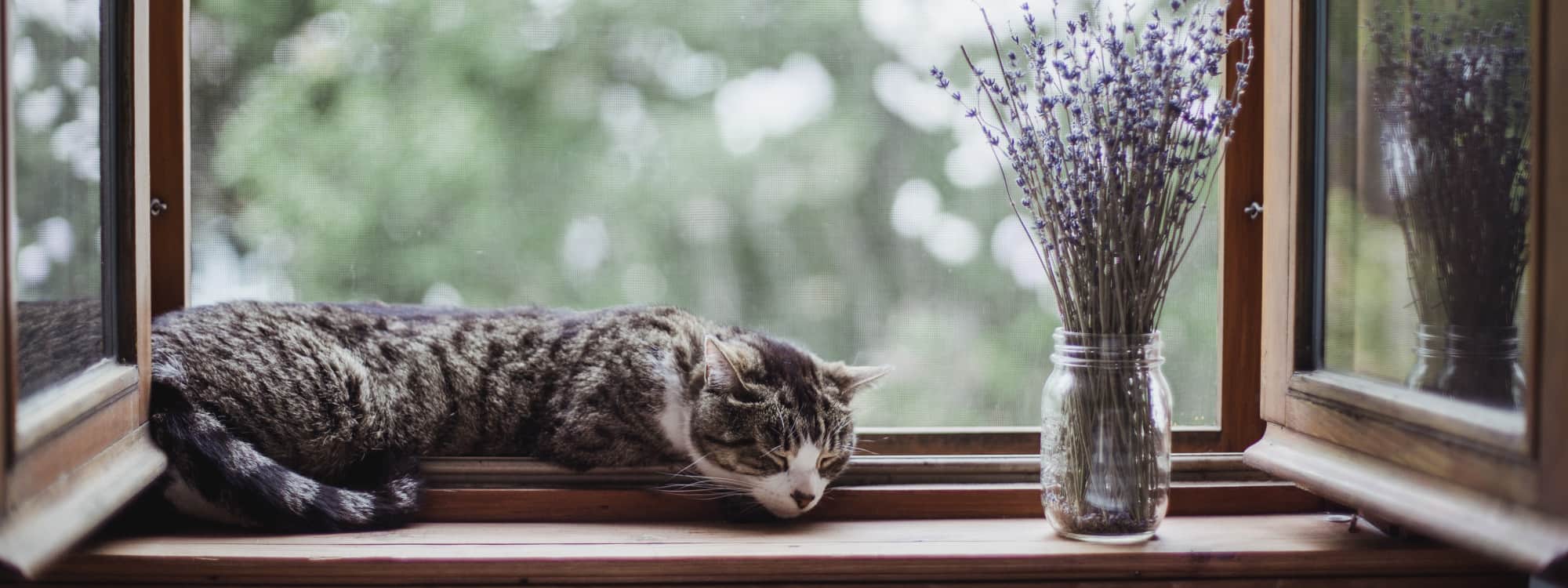 Sleeping Cat