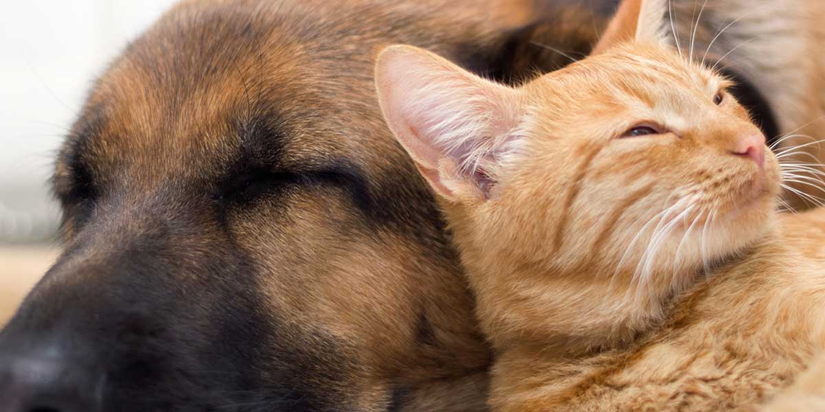 Review Us At Home, At Rest Pet Euthanasia, San Jose CA