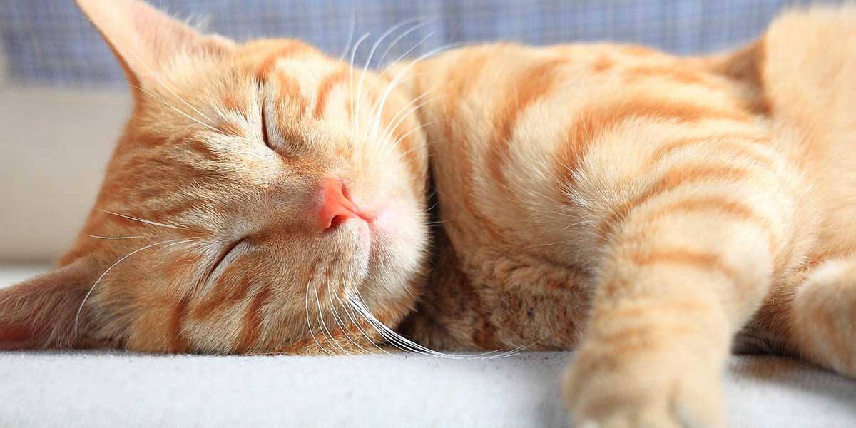 Reviews of InHome Pet Euthanasia Services At Home, At Rest